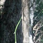 Searsia gueinzii Bark
