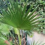 Washingtonia robusta Blatt