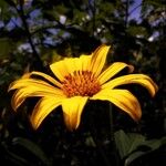 Tithonia diversifoliaFlors