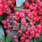 Pyracantha coccinea Fruit