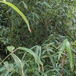 Phyllostachys aureaЛист