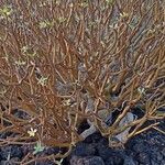 Euphorbia balsamifera Leaf