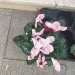 Cyclamen persicumFlower