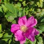 Rosa rugosa花