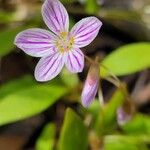 Claytonia caroliniana Flor