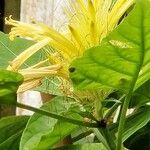 Cordyline rubra