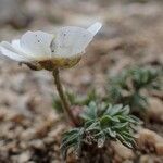 Ranunculus seguieri Hábito