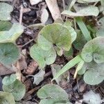 Dichondra carolinensis পাতা