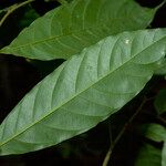 Guarea pubescens Leaf