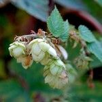 Humulus lupulus Habit