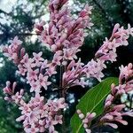 Syringa josikaea Flower