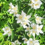 Philadelphus coronarius Fiore