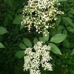 Sambucus canadensis 叶