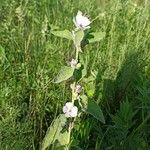 Althaea officinalis 葉