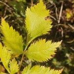 Astilbe japonicaList