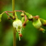 Heuchera americana Flower