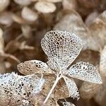 Hydrangea arborescens Ffrwyth