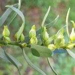 Eremophila laanii Autre