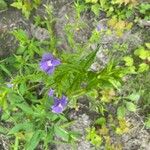 Mimulus ringens Žiedas