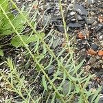 Euphorbia seguieriana Hoja