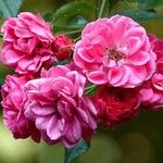 Rosa gallica Kita