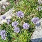 Globularia cordifoliaBlüte