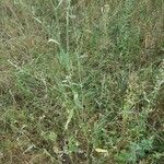 Atriplex patula Leaf