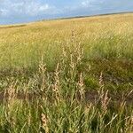 Atriplex littoralis Fiore