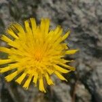 Hieracium villosum Flor