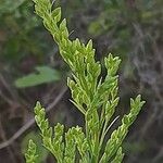 Solidago chilensis ফুল