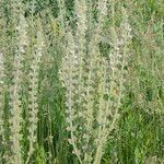 Salvia austriaca Цветок