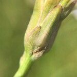 Tripolium pannonicum 花