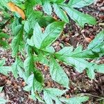 Dracontium polyphyllum 葉