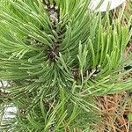 Pinus heldreichii Blatt