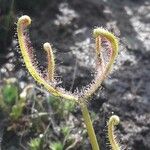 Drosera binata Yaprak