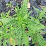 Epilobium roseum Fuelha