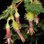 Ribes roezlii Flower