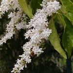 Ligustrum sinenseЦветок