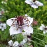 Nigella hispanica Blomma