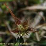 Juncus capitatus Цвят