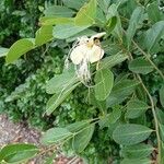 Maerua angolensis Flower