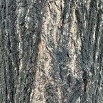 Acacia auriculiformis 樹皮