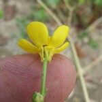 Ranunculus sardous Kvet