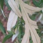 Artemisia californica Leht