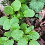 Theligonum cynocrambe Yaprak