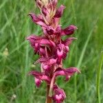 Anacamptis coriophora Květ