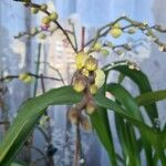Oncidium altissimum Flor