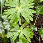 Eranthis hyemalis Leaf