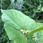 Fagopyrum tataricum Leaf