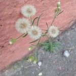 Erigeron bonariensis Fleur